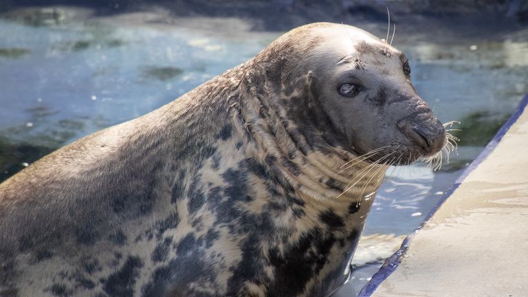 Sheba šedá pečeť. Obr: Barry Williams/Cornish Seal Sanctuary