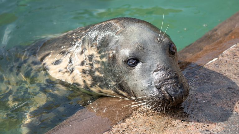 Sheba udělá, co se jí řekne "v jejím vlastním sladkém čase"podle jejích ošetřovatelů. Obr: Barry Williams/Cornish Seal Sanctuary