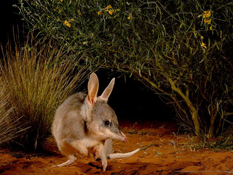 Hope for the Ninu Pic: Jannico Kelk/Wildlife Photographer of the Year 