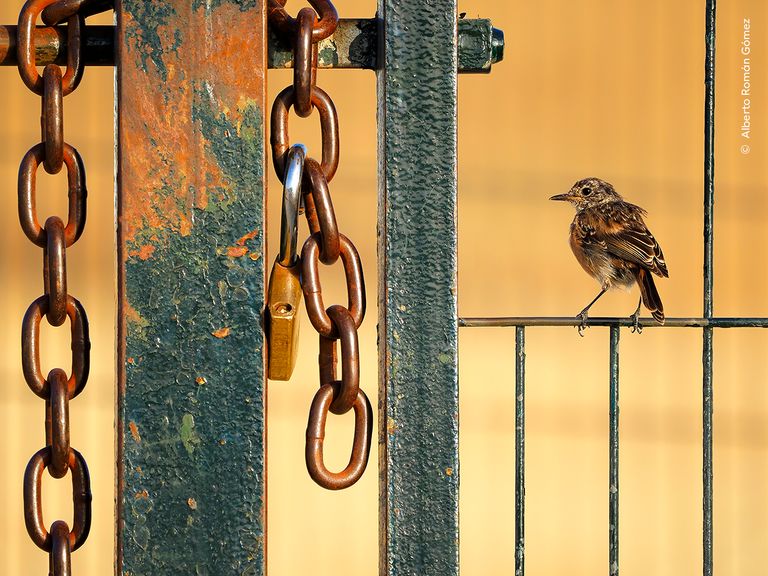 Free As A Bird - Alberto Roman Gomez/ Fotograf roku divoké zvěře