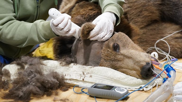 Veterinární tým připravuje na operaci dvouletého medvěda hnědého Bokiho.  Obrázek: PA