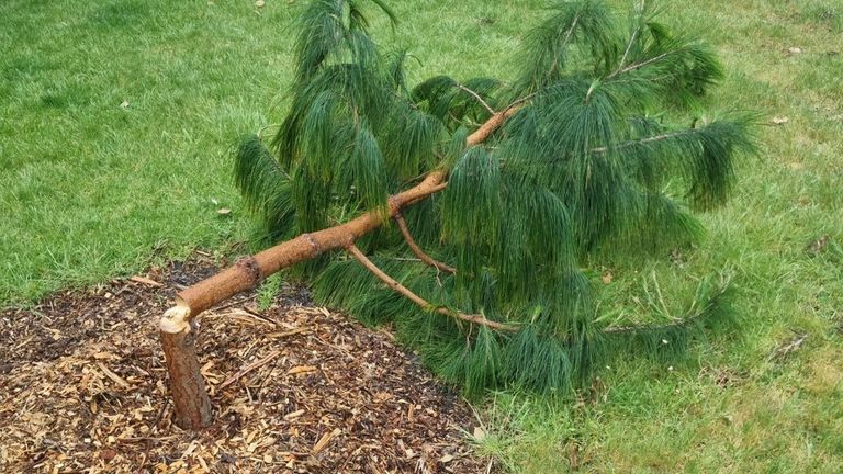 vandalové zničili v Melbourne téměř 200 mladých stromů a keřů. Místní rada Glen Eira zveřejnila obrázky na insta Credit: Glen Eira City Council. Příběh je zde: https://www.gleneira.vic.gov.au/about-council/news/latest-news/tree-vandalism-across-glen-eira 