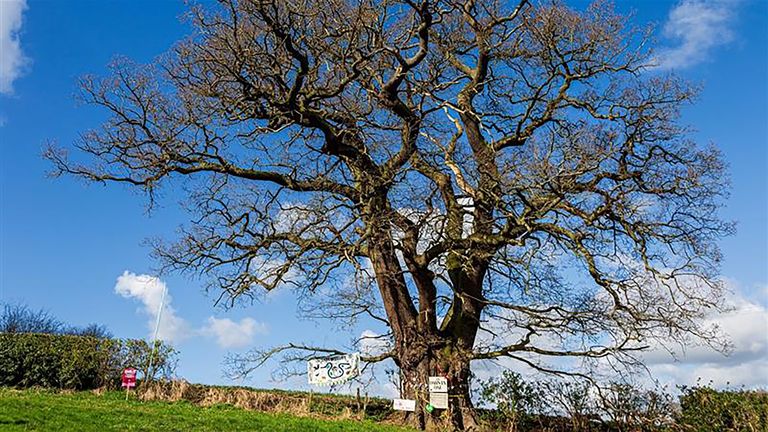 EMBARGO DO ROKU 1930 ÚTERÝ 29. ŘÍJNA Nedatovaná fotografie z letáku vydaná Woodland trustem Darwin Oak ve Shrewsbury, jehož stáří se odhaduje na 550 let a roste velmi blízko domova dětství Charlese Darwina, ale hrozí mu vykácení kvůli obchvatu Shrewsbury, skončilo druhé v roce letošní ročník soutěže Strom roku vyhlásil Woodland Trust. Datum vydání: úterý 29. října 2024.