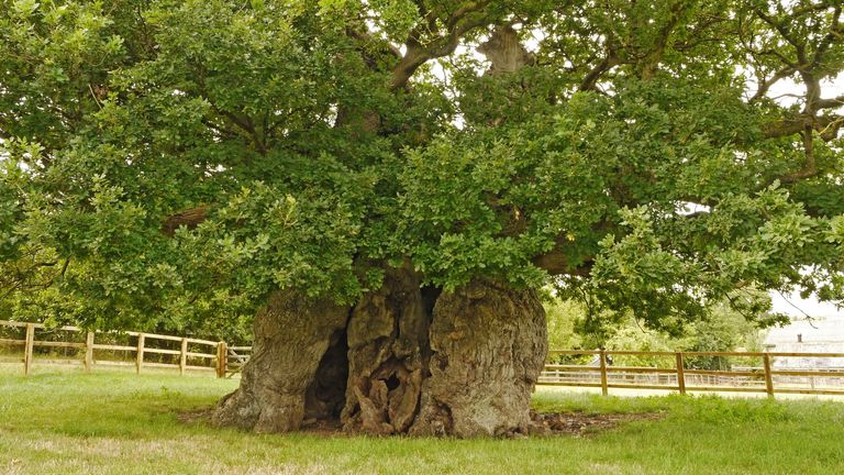 EMBARGO DO ROKU 1930 ÚTERÝ 29. ŘÍJNA Nedatovaná fotografie z letáku vydaná společností Woodland trust 1 000 let starého dubu Bowthorpe v Lincolnshire, dutého stromu se starodávnými graffiti uvnitř a pyšnícího se tvrzením, že v něm kdysi stály tři desítky lidí, se letos umístil na třetím místě. Soutěž Strom roku vyhlásila organizace Woodland Trust. Datum vydání: úterý 29. října 2024.