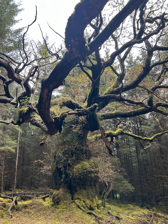 EMBARGO DO ROKU 1930 ÚTERÝ 29. ŘÍJNA Nedatovaná fotografie vydaná společností Woodland Trust of the staletou "Dub skipinský" Woodland Trust oznámil, že pojmenované po skotské ceilidh kapele, která vyhrála letošní soutěž Strom roku. Dub, o kterém se předpokládá, že je starý nejméně 400 let a je ukrytý ve smrkové plantáži Sitka v Lochaberu ve Skotské vysočině. Datum vydání: úterý 29. října 2024.