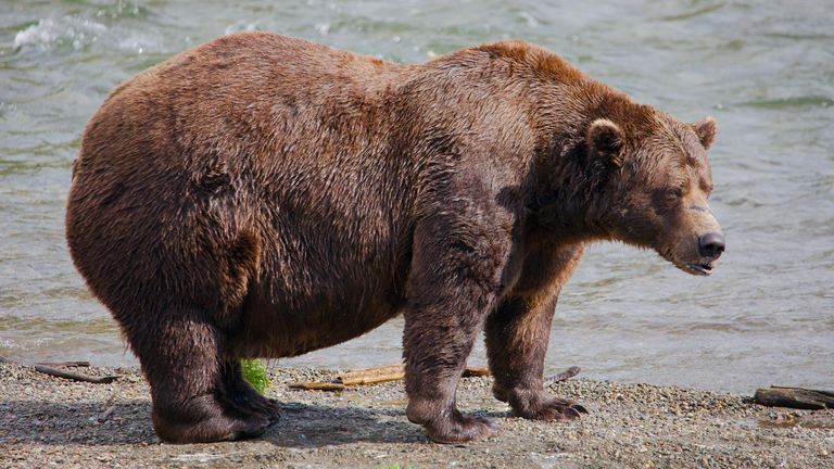 32 Chunk na snímku minulý měsíc. Obr: Služba národního parku přes AP