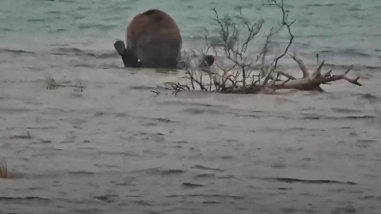 Medvědi po boji v řece