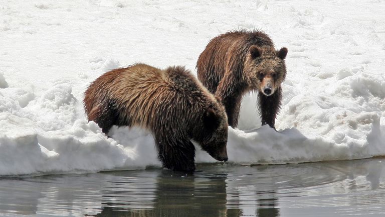 Tato fotografie poskytnutá národním parkem Grand Teton ukazuje medvědici grizzly č. 399 a její mládě v roce 2008. Obr: National Park Service/AP