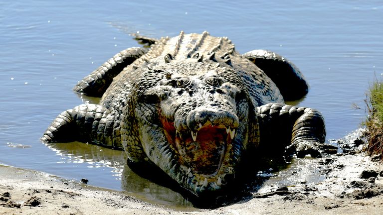 Krokodýl na břehu řeky v Queenslandu v Austrálii.  Obrázek souboru: iStock