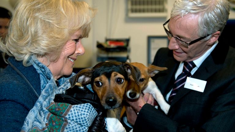 Camilla, vévodkyně z Cornwallu, stojí vedle televizního moderátora Paula O'Gradyho a drží své dva adoptované psy Bluebell a Beth během návštěvy Battersea Dogs & Cats Home v Londýně dne 12. prosince 2012. Vévodkyně vrátila Bluebell a Beth do domova, oba Jack Russell teriéři. AFP FOTO / BAZÉN / ADRIAN DENNIS