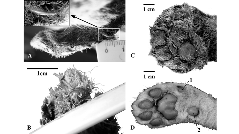 Obrázky A, B a C jsou prehistorického zvířete. D ukazuje moderní lvíče. 1 je první digitální vložka a 2 je karpální vložka.