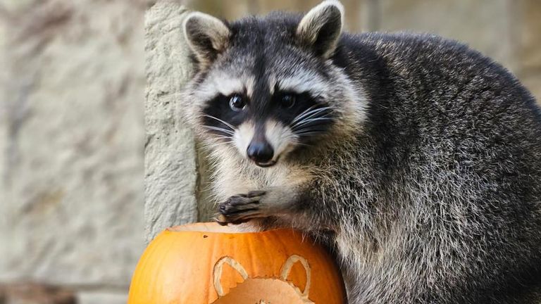 Zoo sdílela fotografii jednoho z pohřešovaných zvířat. Obrázek: PA