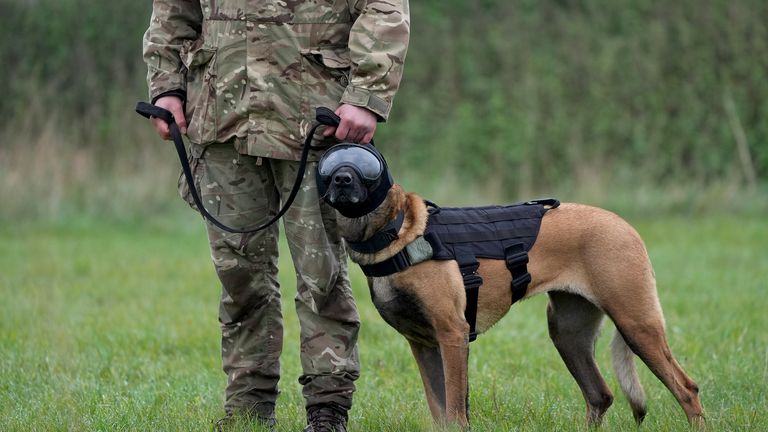 Vojenský pracovní pes Una s ochrannými brýlemi, chrániči sluchu a vestou během pokračovacího výcviku v St George's Barracks, Rutland.  Obrázek PA