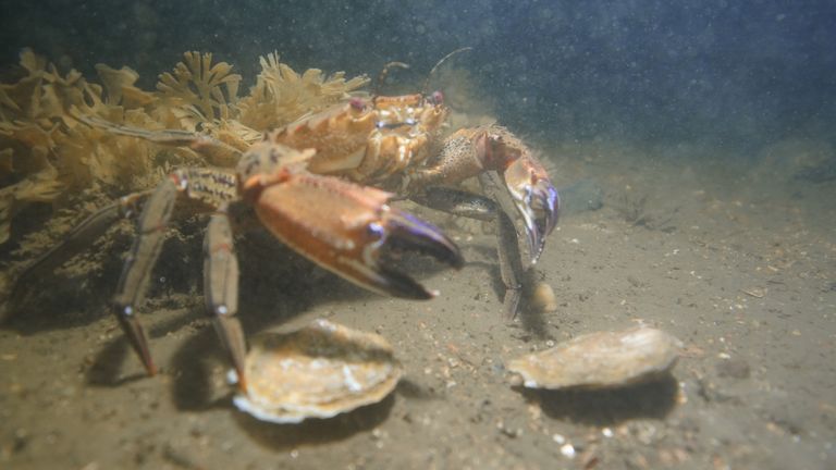 Nedatovaná fotografie ústřic vydaná Univerzitou Heriota Watta v Firth of Forth, jak námořní experti vyjádřili potěšení nad pozitivními známkami, že tisíce ústřic vypuštěných do Firth of Forth se dobře zabydlují ve svém novém prostředí. Heriot-Watt University, jedna ze skupiny organizací zapojených do projektu opětovného vysazení evropských plochých ústřic do ústí řeky, nedávno vedla monitorovací sezení s potápěči a podvodním kamerovým vybavením, aby zkontrolovala jejich stav. Datum vydání: