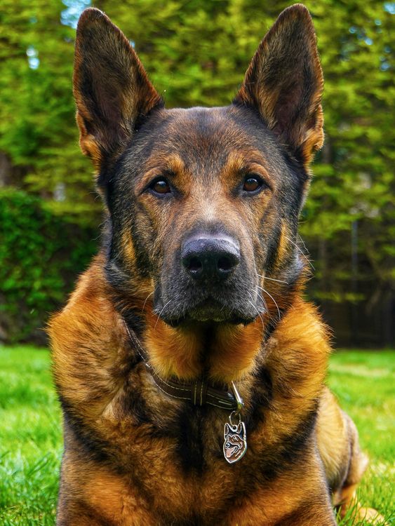 Nedatovaná fotografie vysloužilého policejního psa Beara vydaná nadací The Thin Blue Paw Foundation, který zachránil zranitelného muže poté, co ho našel v lese. Německý ovčák, který byl na své první procházce v oblasti Eastbourne od doby, kdy se zotavoval z velké operace k odstranění dvou nádorů, vycítil přítomnost muže, který byl ve skutečnosti pohřešovanou osobou, po níž pátrá policie. Datum vydání: pondělí 2. prosince 2024.