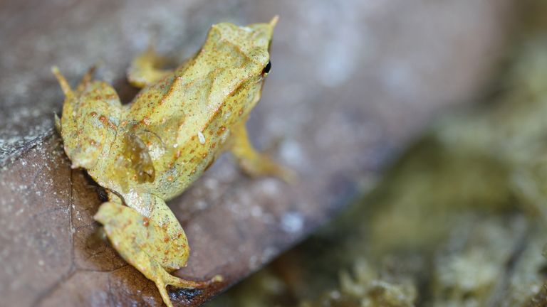 Ohrožená Darwinova žába. Obrázek: Londýnská zoo