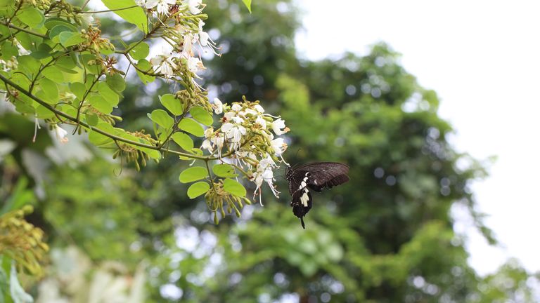 Květy Cheniella longistaminea. Obr: Královské botanické zahrady