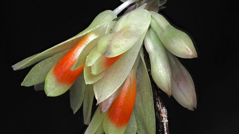 Dendrobium wanmae. Obr: Královské botanické zahrady