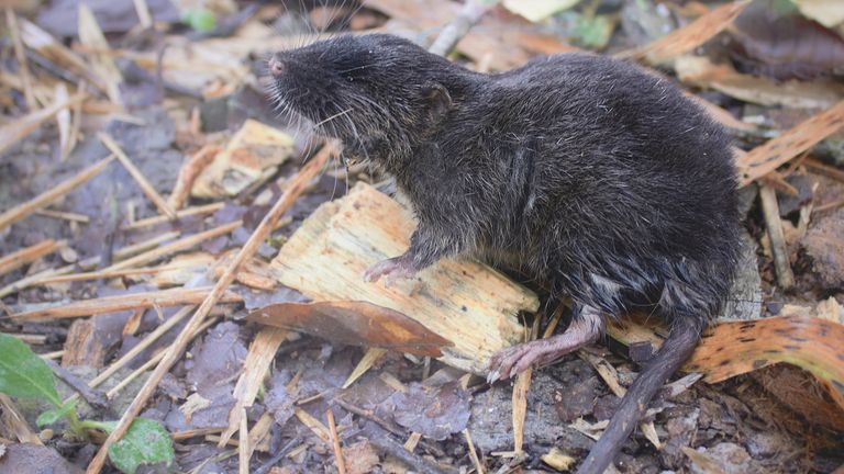 Nově objevený druh semi-vodní myši. Obr: Conservation International