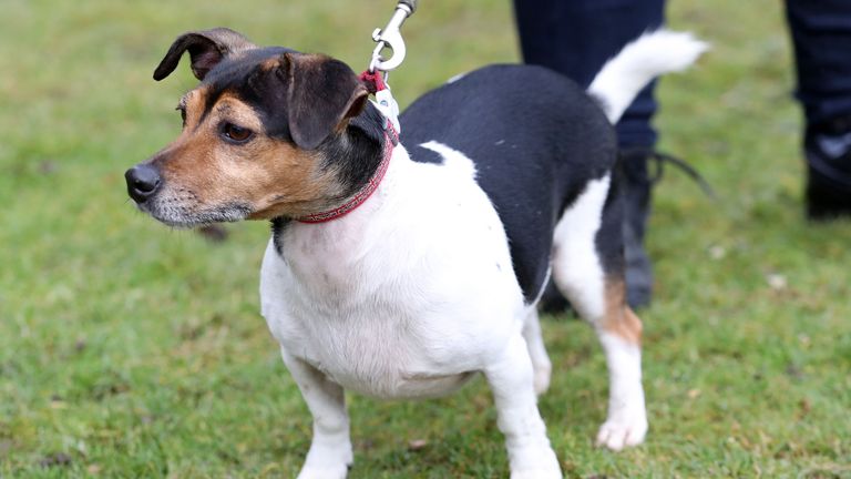 Beth, the Duchess Of Cornwall's (now Queen Camilla) dog competing an agility course during her visit to the Battersea Dogs and Cats Home's centre in Old Windsor.
File pic: PA