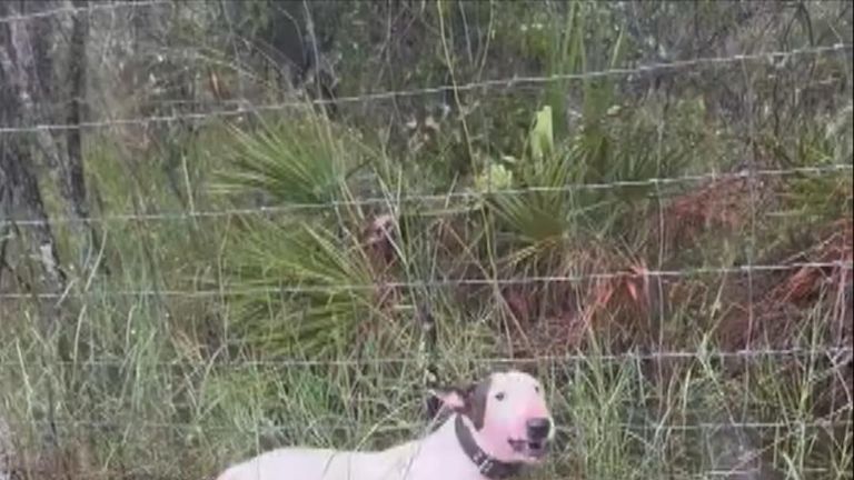 Man charged with animal cruelty after tying dog to fence and abandoning it ahead of Hurricane Milton