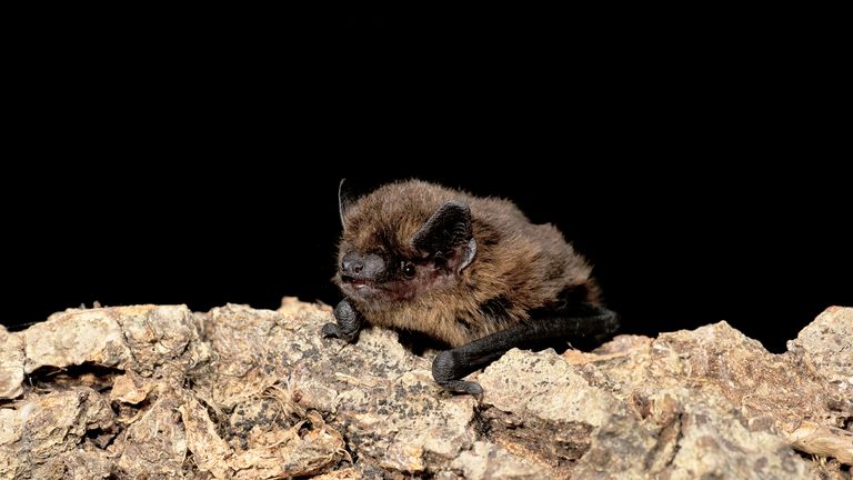 Juvenilní samec netopýra pipistrelle. Pic: Hugh Clark/Bat Cons.Trust/National Trust/PA