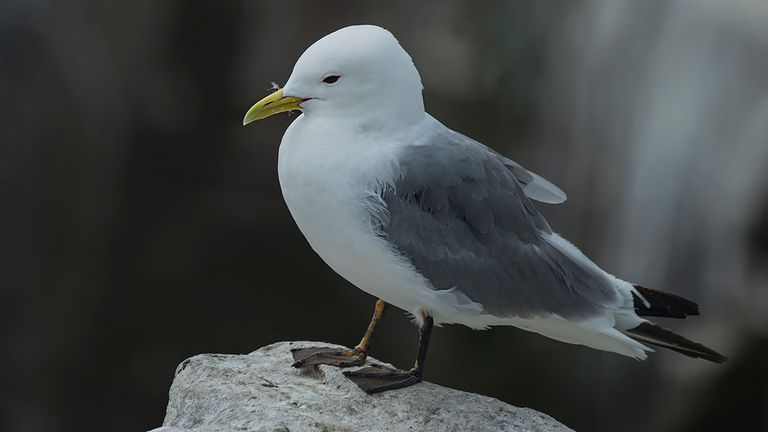 Černonohý kittiwake. Obrázek: iStock