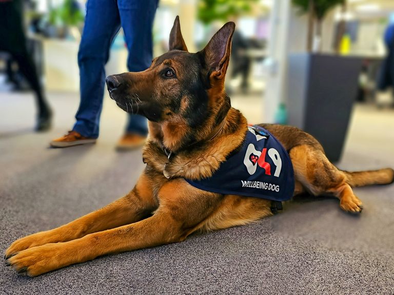 Nedatovaná fotografie vysloužilého policejního psa Beara vydaná nadací The Thin Blue Paw Foundation, který zachránil zranitelného muže poté, co ho našel v lese. Německý ovčák, který byl na své první procházce v oblasti Eastbourne od doby, kdy se zotavoval z velké operace k odstranění dvou nádorů, vycítil přítomnost muže, který byl ve skutečnosti pohřešovanou osobou, po níž pátrá policie. Datum vydání: pondělí 2. prosince 2024.