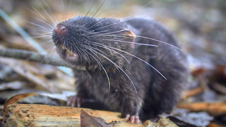 Nově objevený druh semi-vodní myši. Pic Conservation International/foto Ronald Diaz