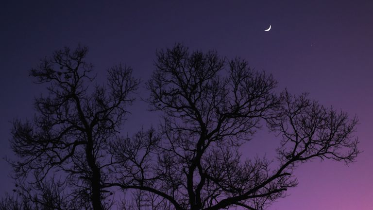 Půlměsíc a planeta Venuše jsou vidět vedle dubu v Ellaville, Georgia, USA 3. ledna 2025. REUTERS/Sam Wolfe