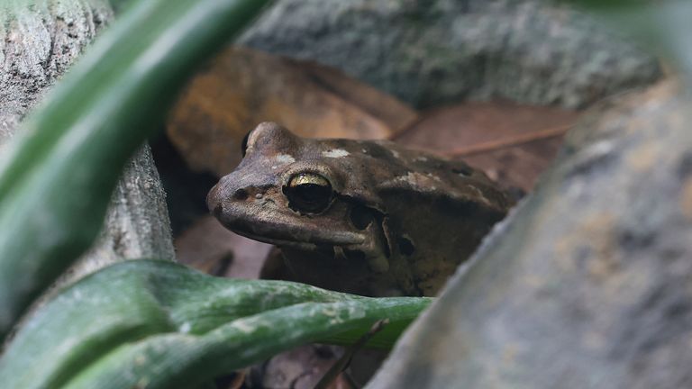 Horská kuřecí žába sedí v podrostu na novém experimentu Secret Life of Reptiles and Amphibians, který je součástí programu ochrany v londýnské zoo v Londýně, Británie, 25. března 2024. REUTERS/Toby Melville