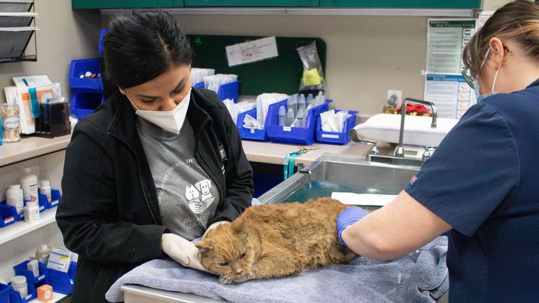 Kočka odvezená do Pasadena Humane byla pokryta popáleninami.  Obr: Pasadena Humane