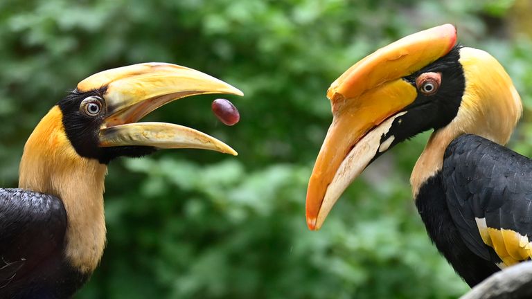 Mladý zoborožec velký (Buceros bicornis), vlevo, v zoo Zlín, Česká republika, 13. června 2023. Photo/Dalibor Gluck (ČTK via AP Images)