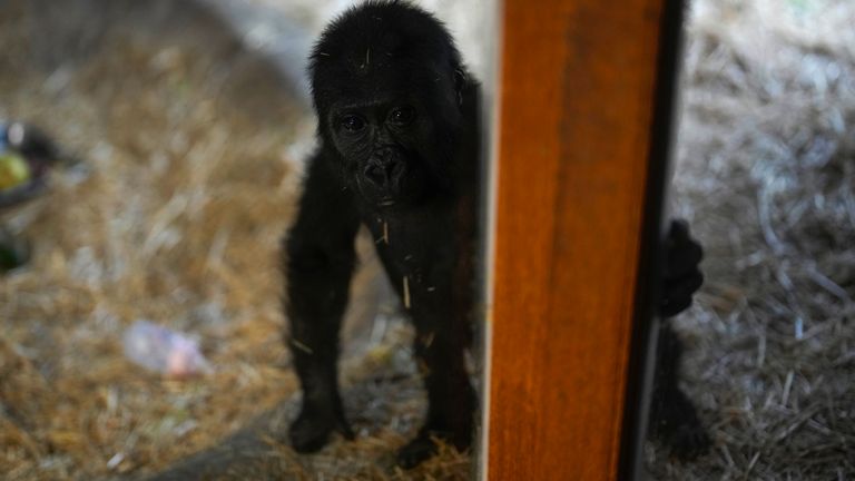 Zeytin, pětiměsíční gorilí mládě. Obrázek: AP