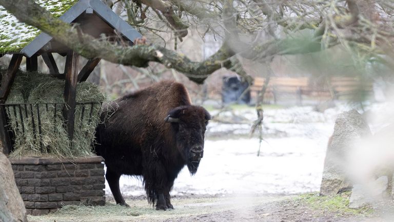 Bizon v Tierpark Berlin, který se preventivně uzavřel. Obrázek: AP