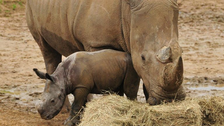 Nedatovaná fotografie třítýdenního samce bílého nosorožce, jak prozkoumává svůj výběh s maminkou Astrid v Colchester Zoo v Essexu. PA 