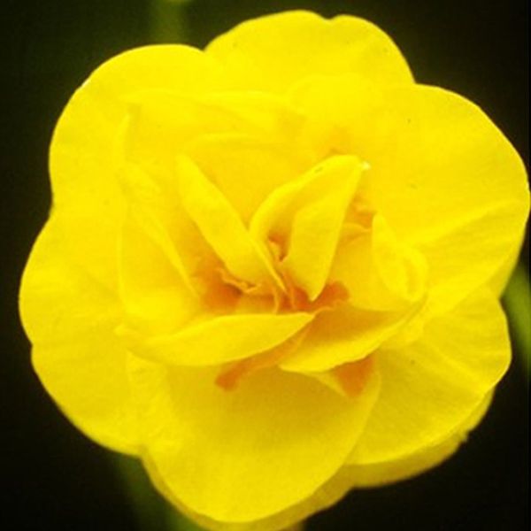Sussex Bonfire narcis. Pic: Plant Heritage / PA