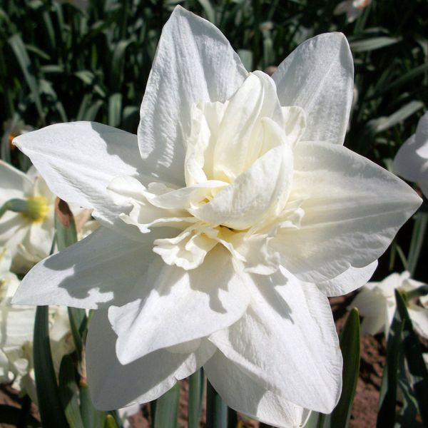 Paní William Copeland Daffodil. Pic: Bulbs.co.uk / pa 