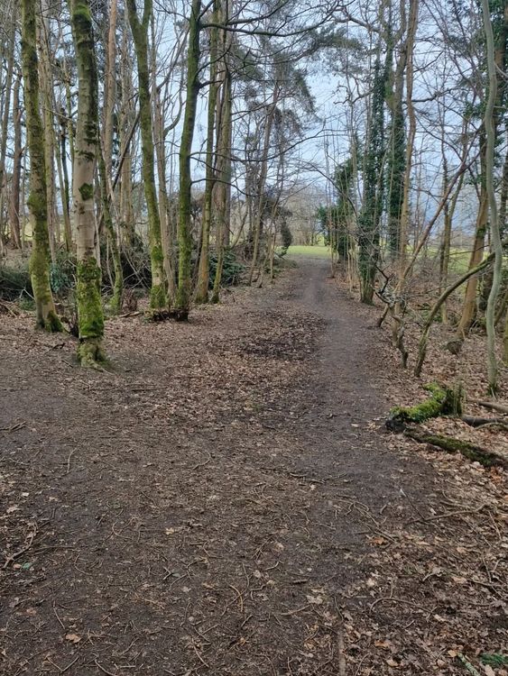 Závod Acorn Trails v Castlemilk Woodland/Linn Park. Pic: Acorn Trails