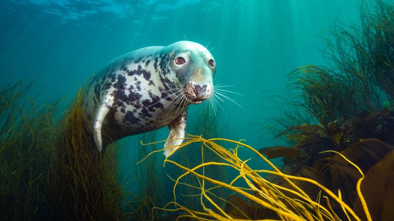 David Alpert získal cenu British Underwater Fotograf of the Year Award za svůj image s názvem The Curious Seal. Obrázek: David Alpert/UPY 2025 