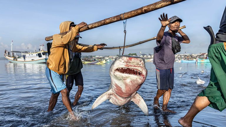 Tento obrázek žraloka tygra v Indonésii zvítězil v kategorii SAVE OURE SEAS Marine Conservation Fotograf of the Year. Obrázek: Robert Marc Lehmann/UPY 2025