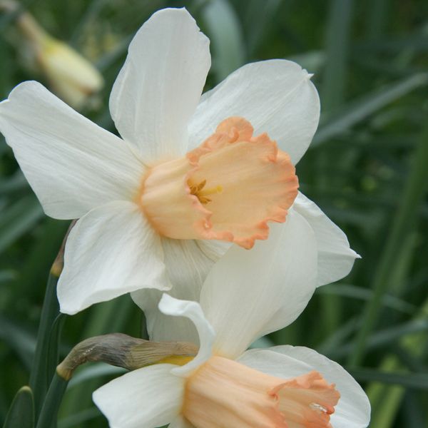 Paní Ro Backhouse narcis. Pic: RHS / PA