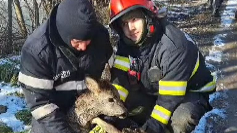 Rumunské pohotovostní služby zachránily kolouch, který propadl ledem zmrazeného jezera a uvízl.