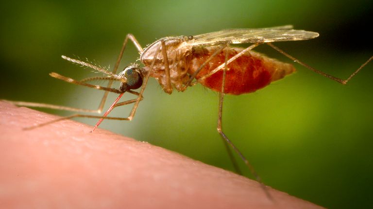 Malárie je šířena komárem Anopheles. Pic: Ap