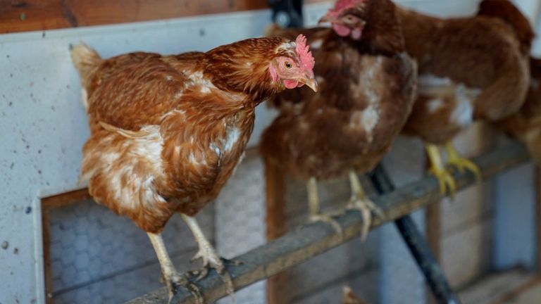 Soubor - Red Star Chickens Roost v jejich coop v úterý 10. ledna 2023, na historické Wagner Farm v Glenview, Ill. (AP Photo/Erin Hooley, File)