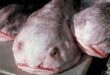 Blobfish: „Nejbohatší zvíře na světě“ pojmenoval ryby roku na Novém Zélandu | Neomotné zprávy