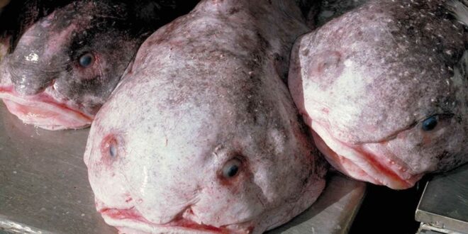 Blobfish: „Nejbohatší zvíře na světě“ pojmenoval ryby roku na Novém Zélandu | Neomotné zprávy