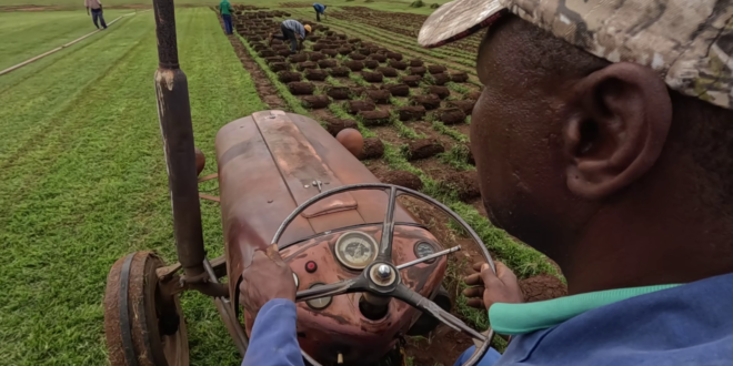 Desítky tisíc pracovních míst na jihoafrických citrusových farmách, pokud USA ukládají tarify | Světové zprávy