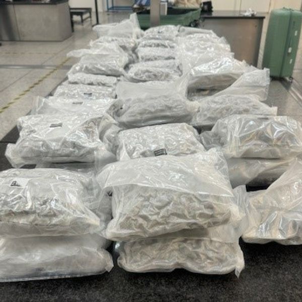 Konopí se chopilo na letišti Stansted. Pic: NCA