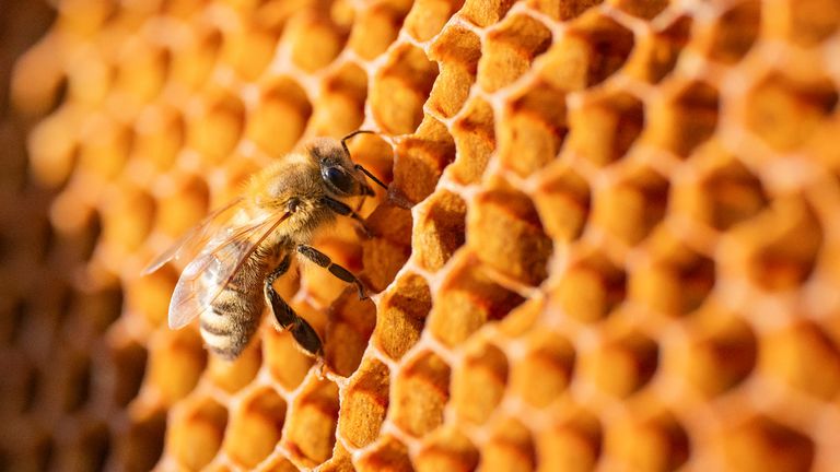 6. března 2025, Berlín: Honey Bee prochází voštinami. Foto: Hauke ​​Schr'der/Picture-Alliance/DPA/AP Images